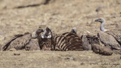White-backed Vulture - Gyps africanus - Ak sırtlı akbaba
