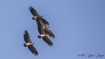 White-backed Vulture - Gyps africanus - Ak sırtlı akbaba
