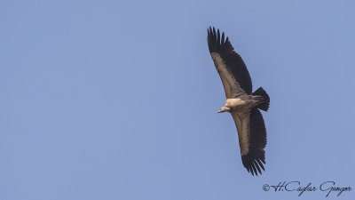 White-backed Vulture - Gyps africanus - Ak sırtlı akbaba
