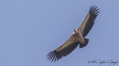 White-backed Vulture - Gyps africanus - Ak sırtlı akbaba