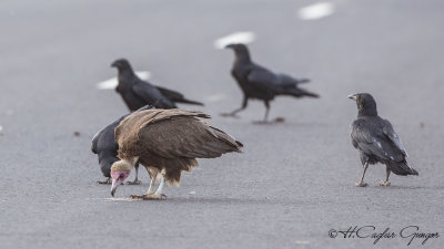 White-backed Vulture - Gyps africanus - Ak sırtlı akbaba