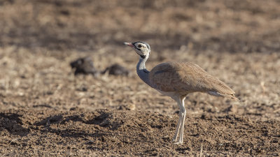 White-bellied Bustard - Eupodotis senegalensis