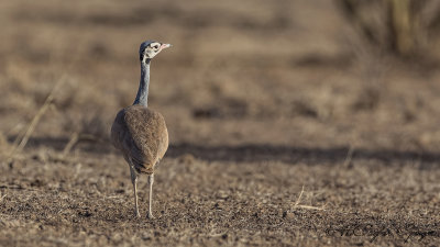 White-bellied Bustard - Eupodotis senegalensis