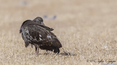 Wattled Ibis - Bostrychia carunculata - Sakallı aynak