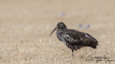 Wattled Ibis - Bostrychia carunculata - Sakallı aynak