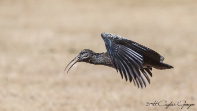 Wattled Ibis - Bostrychia carunculata - Sakallı aynak