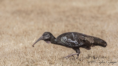 Wattled Ibis - Bostrychia carunculata - Sakallı aynak