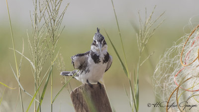 Pied Kingfisher - Ceryle rudis - Alaca yalıçapkını