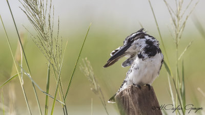 Pied Kingfisher - Ceryle rudis - Alaca yalıçapkını