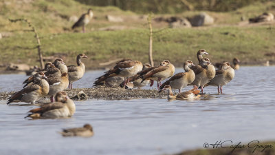 Egyptian Goose - Alopochen aegyptiaca - Nil kazı