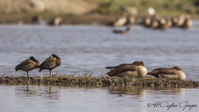 Egyptian Goose - Alopochen aegyptiaca - Nil kazı