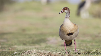 Egyptian Goose - Alopochen aegyptiaca - Nil kazı