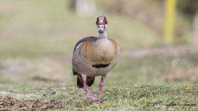 Egyptian Goose - Alopochen aegyptiaca - Nil kazı