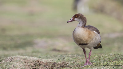 Egyptian Goose - Alopochen aegyptiaca - Nil kazı