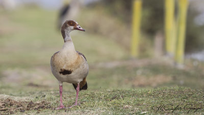 Egyptian Goose - Alopochen aegyptiaca - Nil kazı