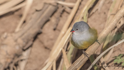 Yellow-bellied Waxbill - Coccopygia quartinia