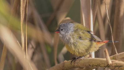 Yellow-bellied Waxbill - Coccopygia quartinia