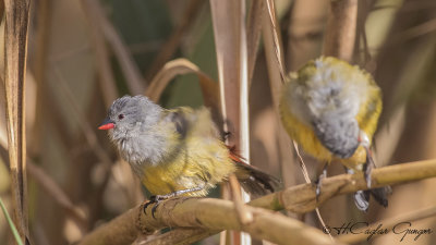 Yellow-bellied Waxbill - Coccopygia quartinia