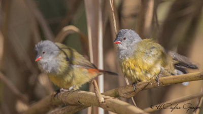 Yellow-bellied Waxbill - Coccopygia quartinia