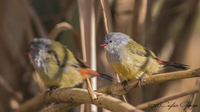 Yellow-bellied Waxbill - Coccopygia quartinia