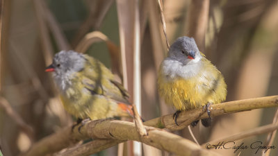 Yellow-bellied Waxbill - Coccopygia quartinia