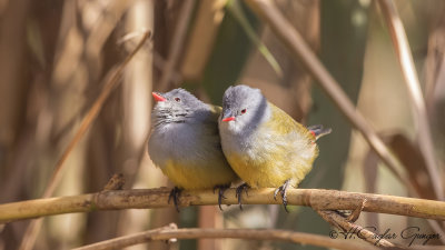 Yellow-bellied Waxbill - Coccopygia quartinia