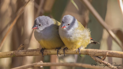 Yellow-bellied Waxbill - Coccopygia quartinia