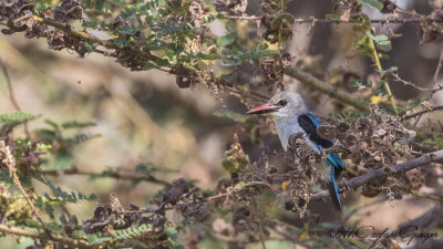 Woodland Kingfisher - Halcyon senegalensis