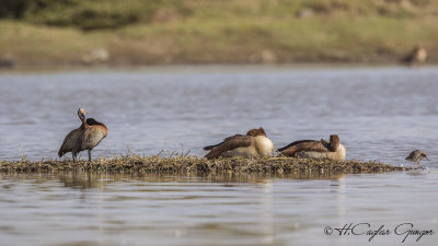 White-faced Whistling Duck - Dendrocygna viduata - Ak yüzlü ıslıkçı ördek