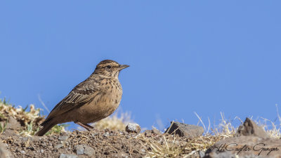 Flappet Lark - Mirafra rufocinnamomea