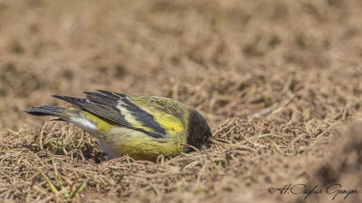 Ethiopian Siskin - Serinus nigriceps