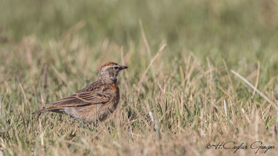 Blanford’s (Erlanger's) Lark - Calandrella blanfordi