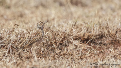 Foxy Lark - Calendulauda alopex