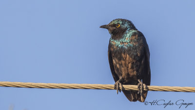 Greater Blue-eared Starling - Lamprotornis chalybaeus