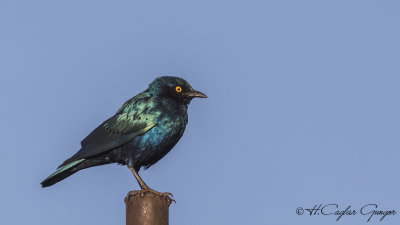 Greater Blue-eared Starling - Lamprotornis chalybaeus