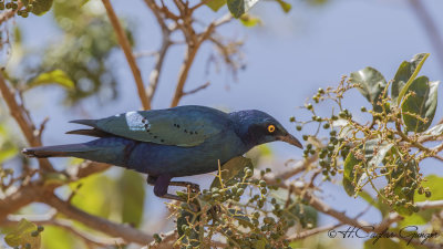 Greater Blue-eared Starling - Lamprotornis chalybaeus