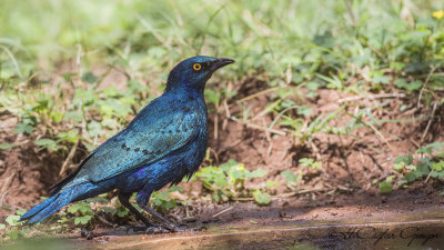 Greater Blue-eared Starling - Lamprotornis chalybaeus