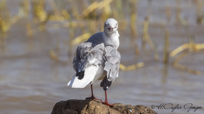 Grey-headed Gull - Chroicocephalus cirrocephalus - Gri başlı martı