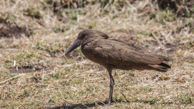 Hamerkop - Scopus umbretta - Çekiçgaga