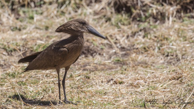 Hamerkop - Scopus umbretta - Çekiçgaga