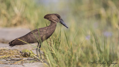 Hamerkop - Scopus umbretta - Çekiçgaga