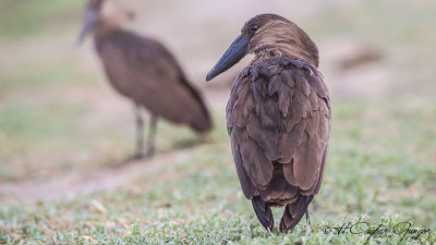 Hamerkop - Scopus umbretta - Çekiçgaga