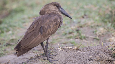 Hamerkop - Scopus umbretta - Çekiçgaga