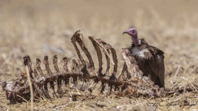 Hooded Vulture - Necrosyrtes monachus - Keşiş akbabası