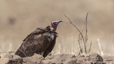 Hooded Vulture - Necrosyrtes monachus - Keşiş akbabası