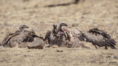 Hooded Vulture - Necrosyrtes monachus - Keşiş akbabası