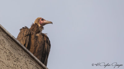 Hooded Vulture - Necrosyrtes monachus - Keşiş akbabası