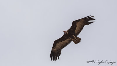 Hooded Vulture - Necrosyrtes monachus - Keşiş akbabası