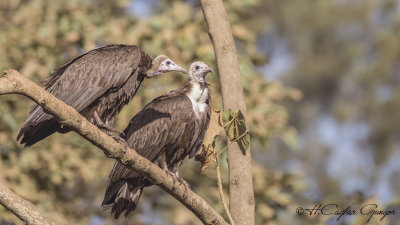 Hooded Vulture - Necrosyrtes monachus - Keşiş akbabası