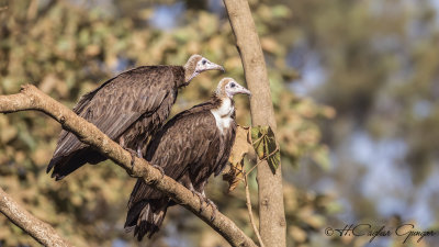 Hooded Vulture - Necrosyrtes monachus - Keşiş akbabası